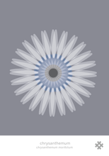 Ladda bilder till galleriet, Chrysanthemum