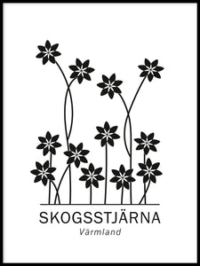 Skogsstjärna, Värmlands landskapsblomma