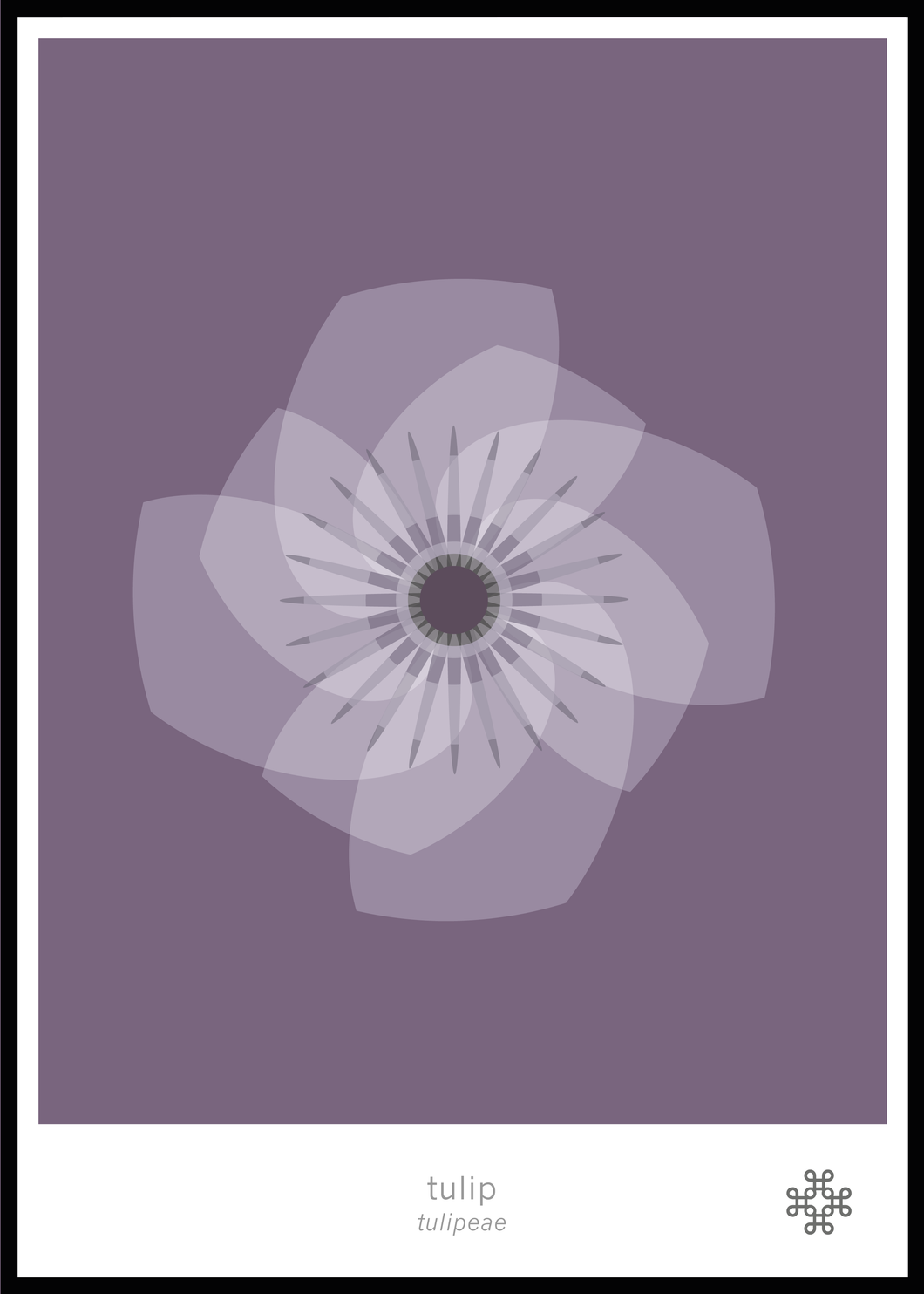 Tulip