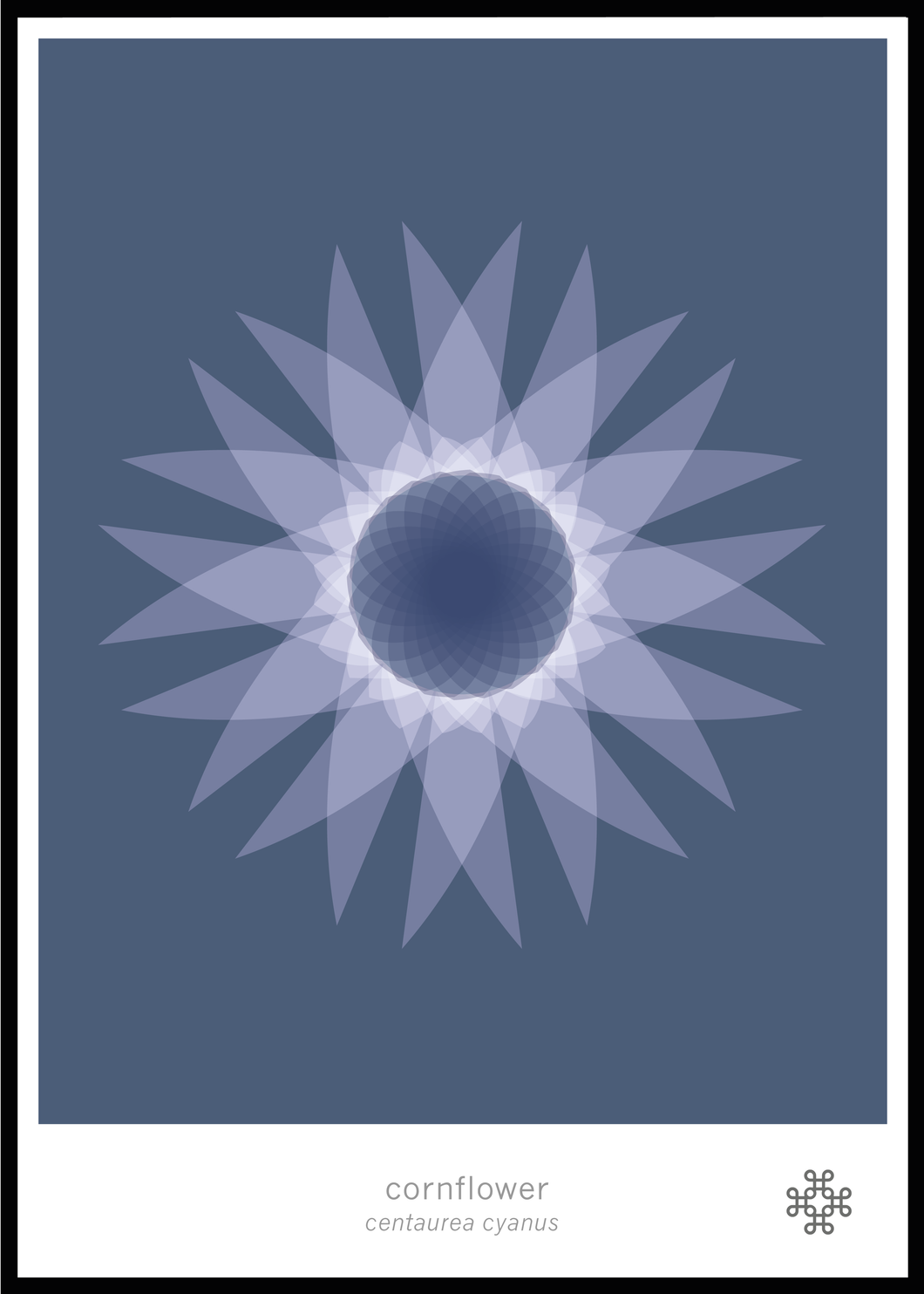 Cornflower