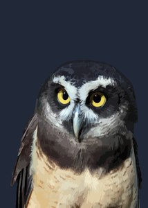 Night owl