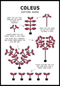 Coleus Guide