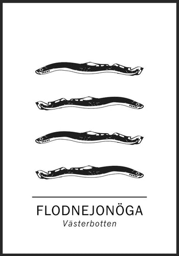 Flodnejonöga, Västerbottens landskapsfisk