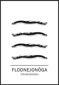 Flodnejonöga, Västerbottens landskapsfisk