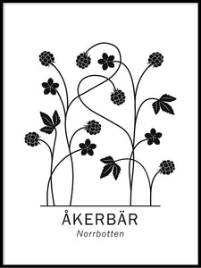 Åkerbär, Norrbottens landskapsblomma