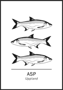 Asp, Upplands landskapsfisk