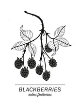 Ladda bilder till galleriet, Blackberries