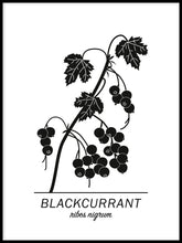 Ladda bilder till galleriet, Blackcurrant