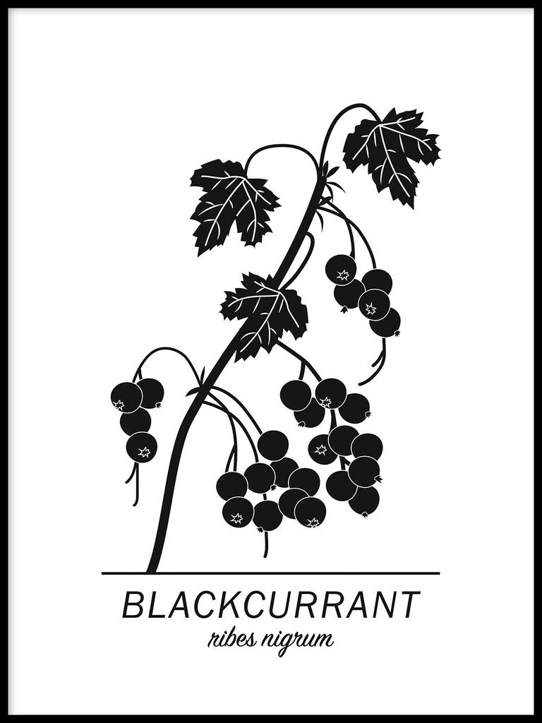 Blackcurrant