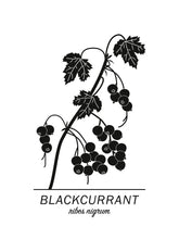 Ladda bilder till galleriet, Blackcurrant