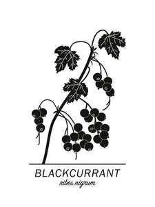 Blackcurrant