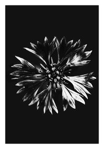 Cornflower black and white