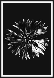 Cornflower black and white