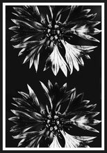 Ladda bilder till galleriet, Cornflower black and white