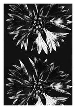 Ladda bilder till galleriet, Cornflower black and white