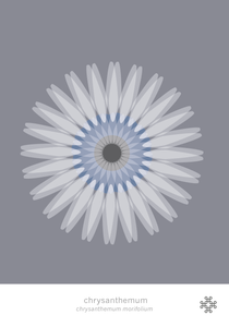 Chrysanthemum