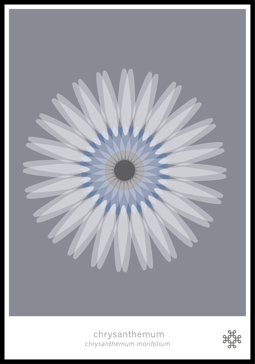 Chrysanthemum