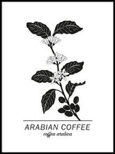 Ladda bilder till galleriet, Coffee Plant