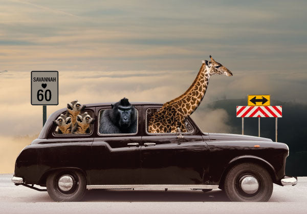 Road to Savannah