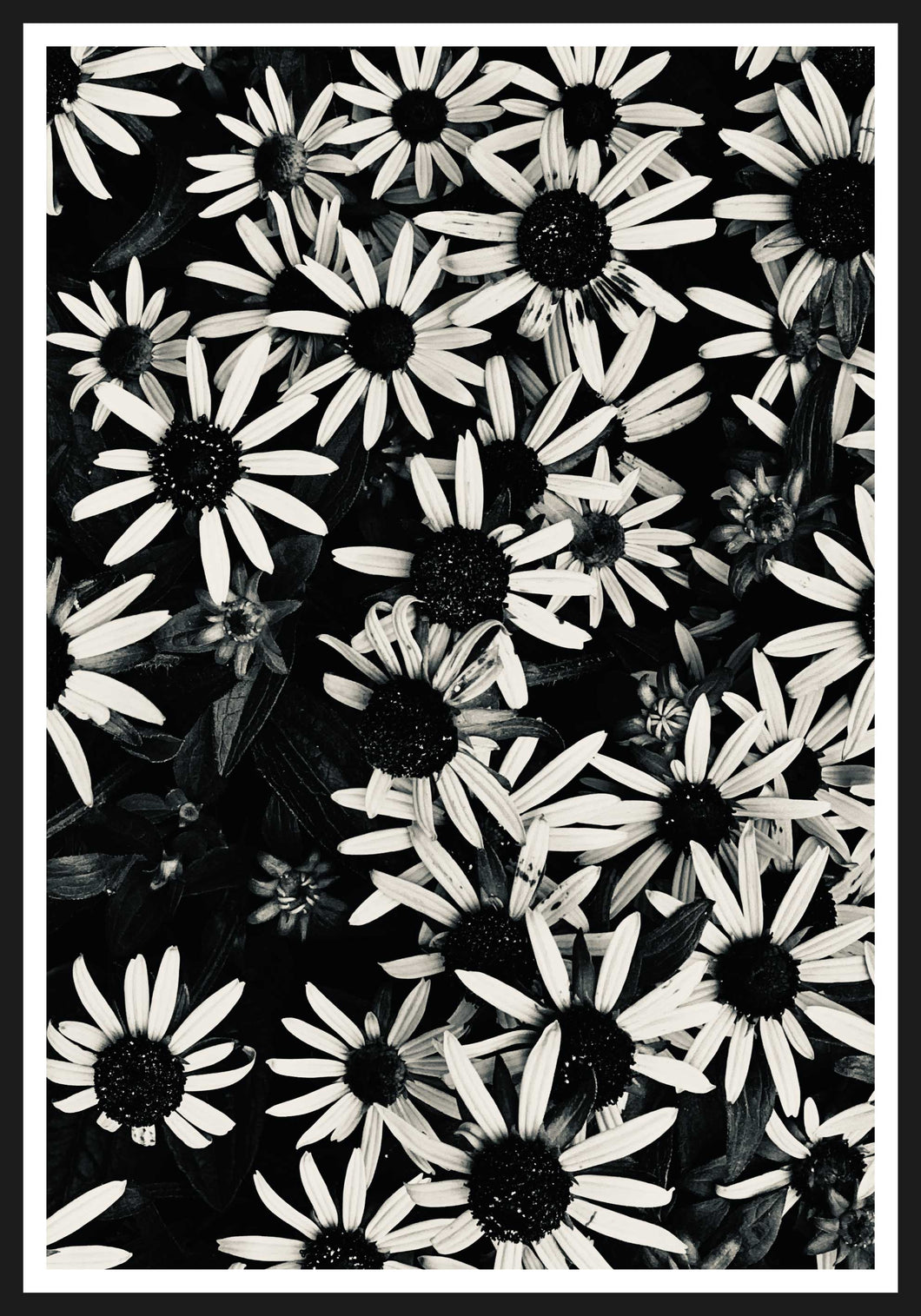 Echinacea black and white