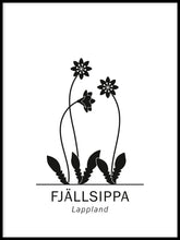Ladda bilder till galleriet, Fjällsippa, Lapplands landskapsblomma