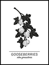 Ladda bilder till galleriet, Gooseberries