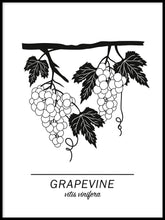 Ladda bilder till galleriet, Grapevine