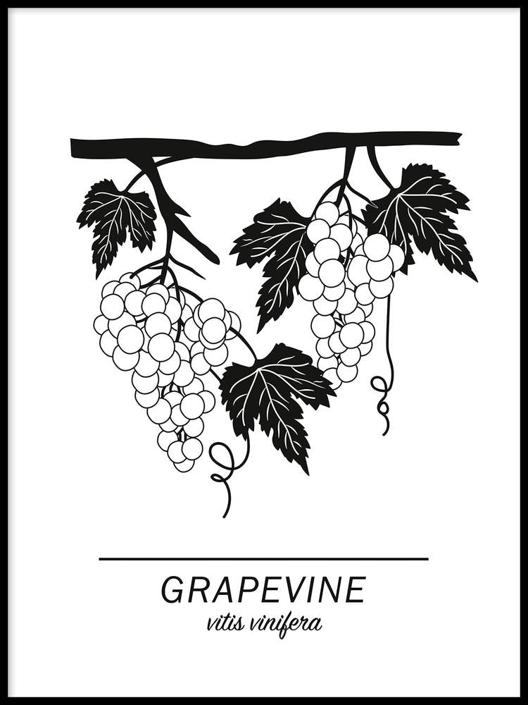 Grapevine
