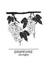 Ladda bilder till galleriet, Grapevine
