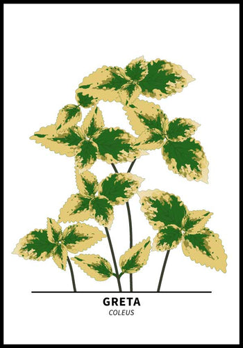 Greta Coleus Poster