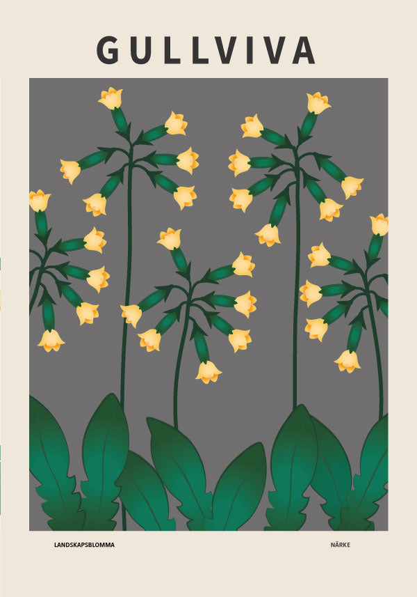 Gullviva, Närkes landskapsblomma