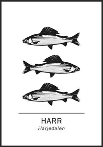 Harr, Härjedalens landskapsfisk