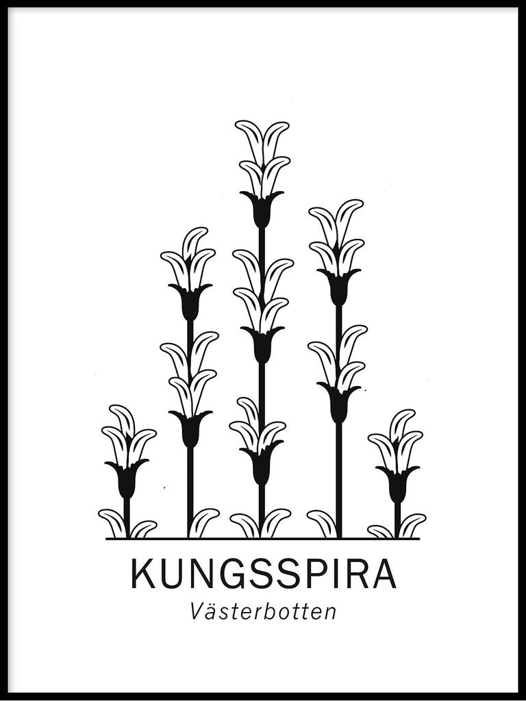 Kungsspira, Västerbottens landskapsblomma