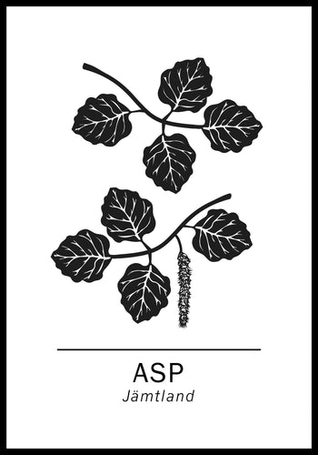 Asp, Jämtlands landskapsträd