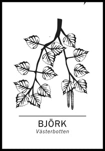Björk, Västerbottens landskapsträd