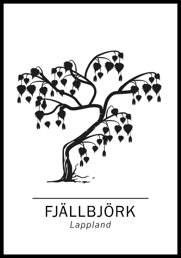 Fjällbjörk, Lapplands landskapsträd