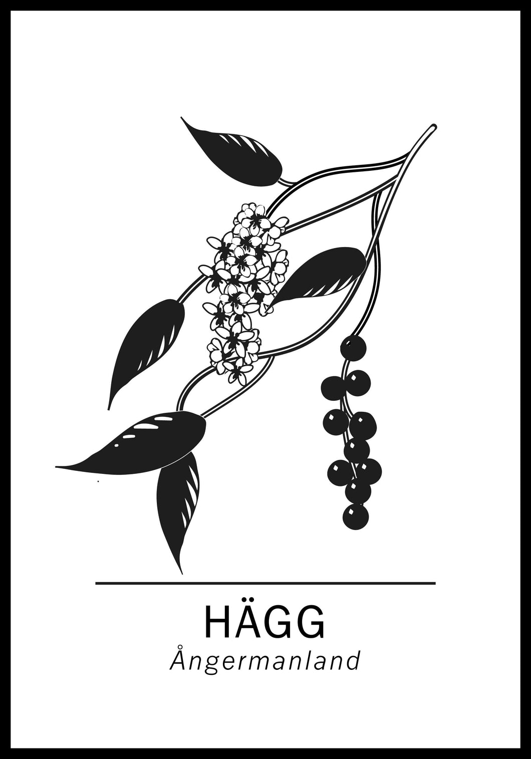 Hägg, Ångermanlands landskapsträd