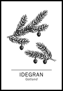 Idegran, Gotlands landskapsträd