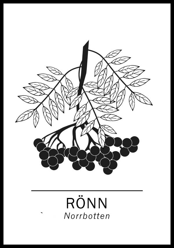 Rönn, Norrbotten landskapsträd