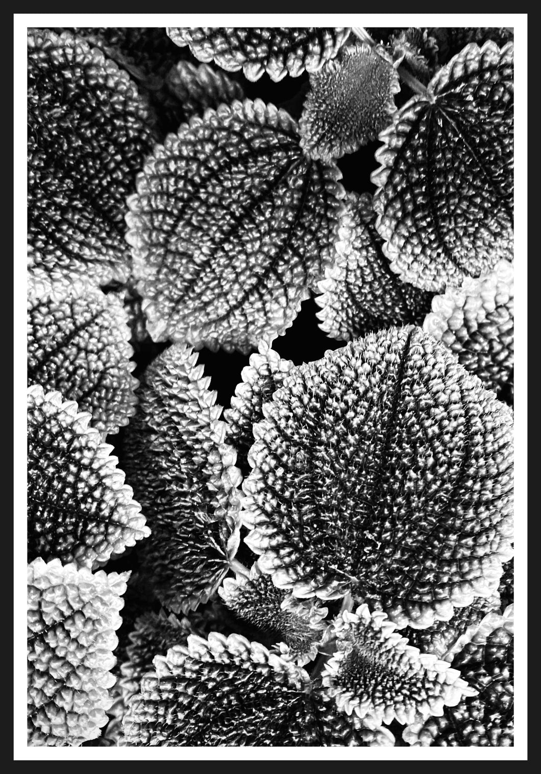 Leaf black and white