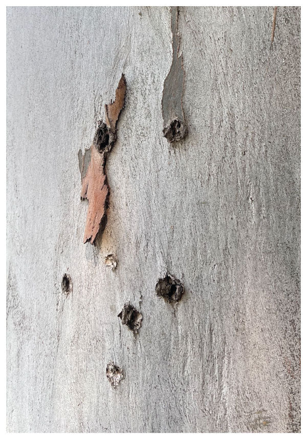 Nature tree poster