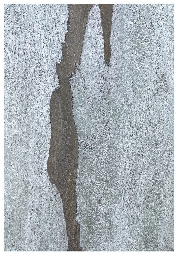 Nature tree poster
