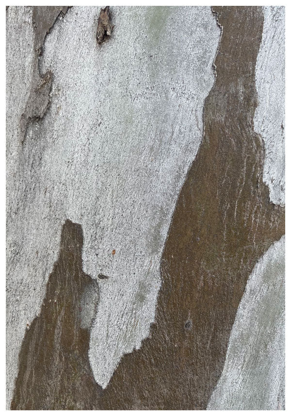 Nature tree poster
