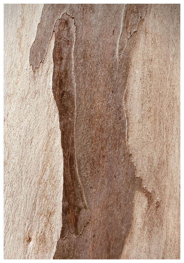 Nature tree poster