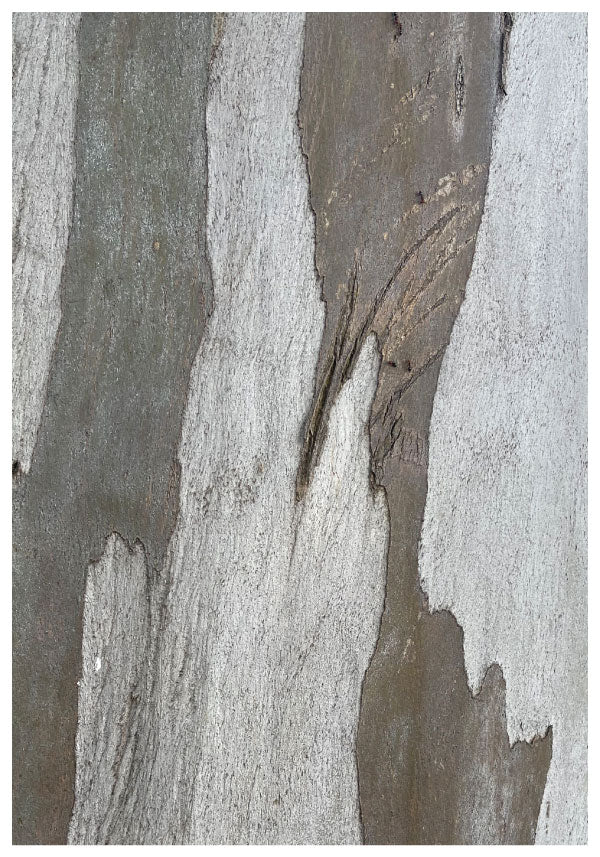 Nature tree poster