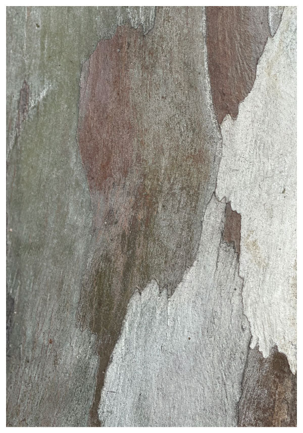 Nature tree poster