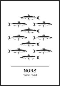 Nors, Värmlands landskapsfisk