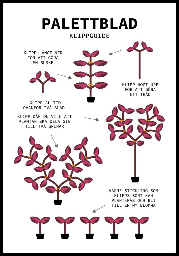 Palettblads Guide