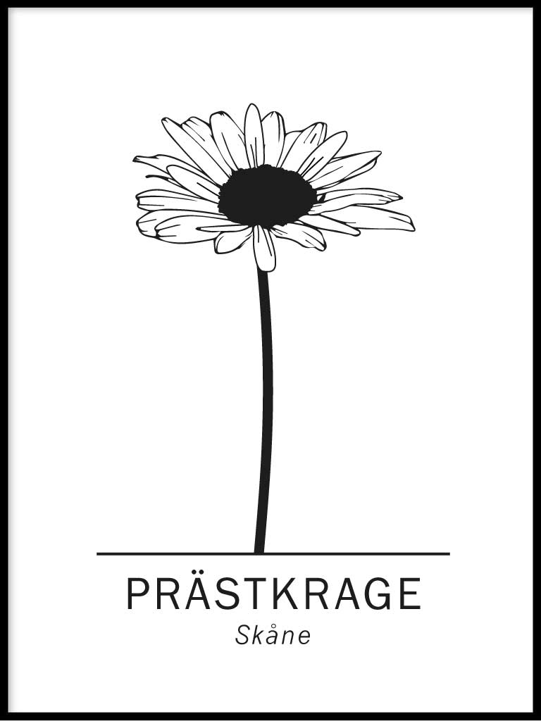 Prästkrage, Skånes landskapsblomma alternativ 2