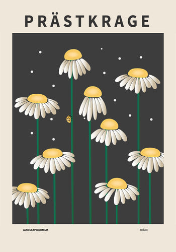 Prästkrage, Skånes landskapsblomma alternativ 2